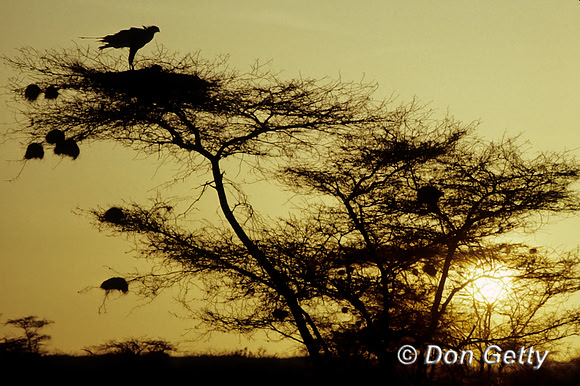 Secretary Bird