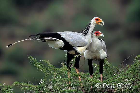 Secretary Bird