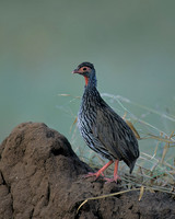 Grey-breasted Spurfowl