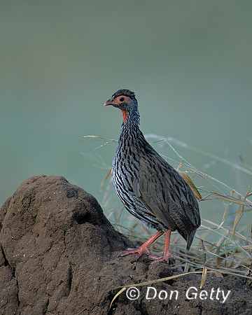 Grey-breasted Spurfowl