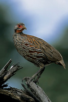Grey-breasted Spurfowl
