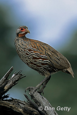 Grey-breasted Spurfowl