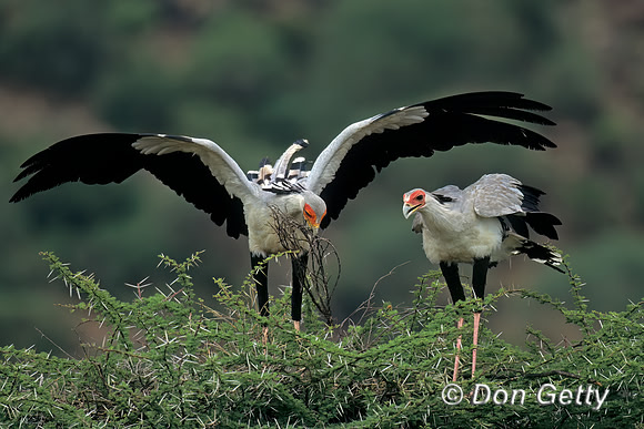 Secretary Bird