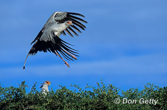Secretary Bird