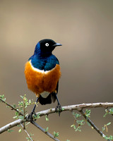 Superb Starling