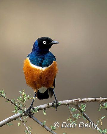 Superb Starling