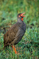 Red-necked Spurfowl