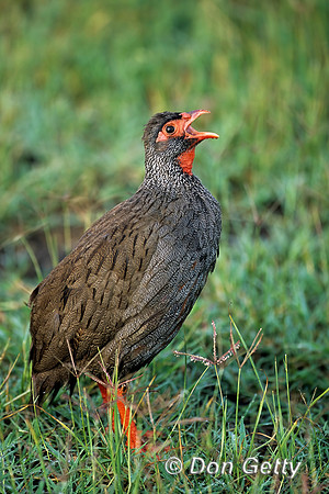 Red-necked Spurfowl