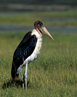 Marabou Stork