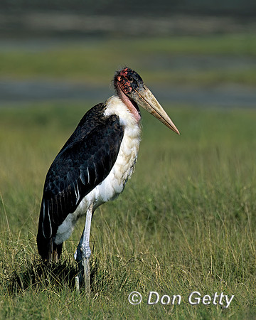 Marabou Stork