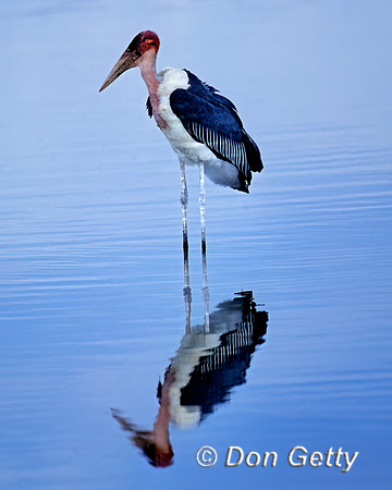 Marabou Stork