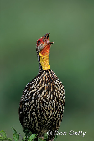 Yellow-necked Spurfowl