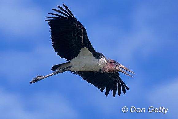 Marabou Stork