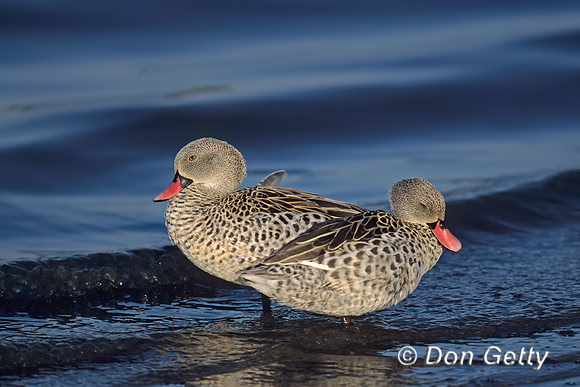 Cape Teal