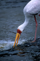 Yellow-billed Stork