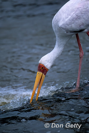 Yellow-billed Stork