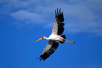 Yellow-billed Stork