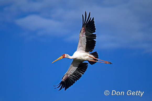 Yellow-billed Stork