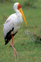 Yellow-billed Stork