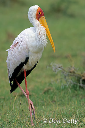 Yellow-billed Stork