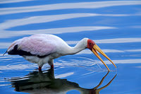 Yellow-billed Stork