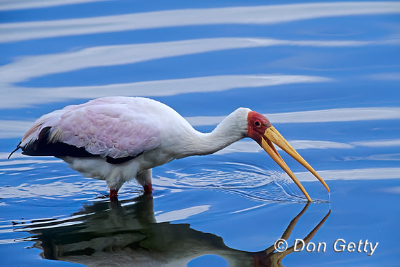 Yellow-billed Stork