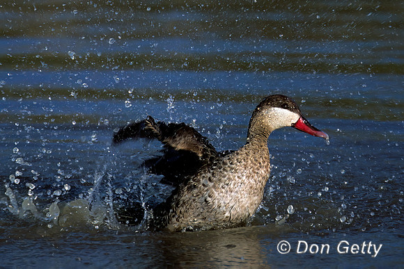 Red-billed Teal