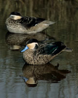 Hottentot Teal