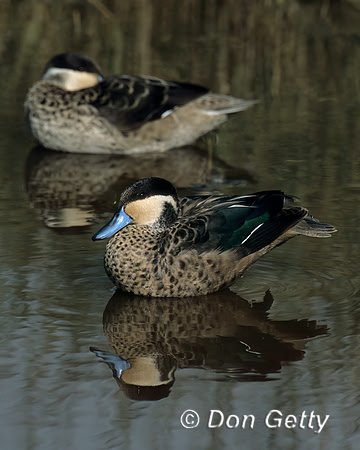 Hottentot Teal