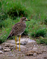 Spotted Thick-knee