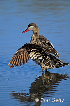 Red-billed Teal