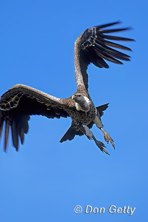 Ruppell's Vulture