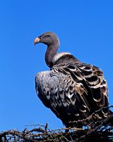 Ruppell's Vulture
