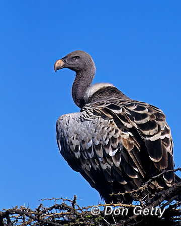 Ruppell's Vulture