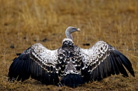 Ruppell's Vulture