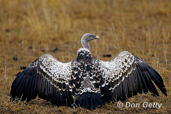 Ruppell's Vulture
