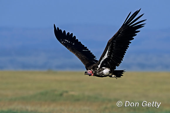 Lappet-faced Vulture