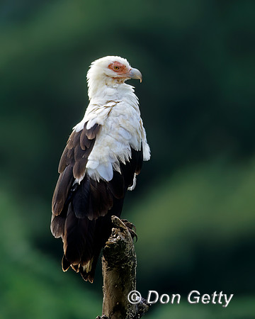 Palm-nut Vulture