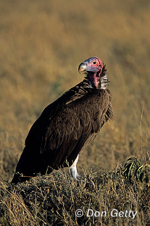 Lappet-faced Vulture