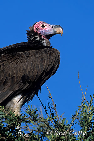 Lappet-faced Vulture