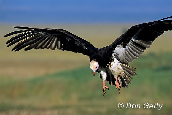 White-headed Vulture
