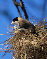 Black-capped Social Weaver