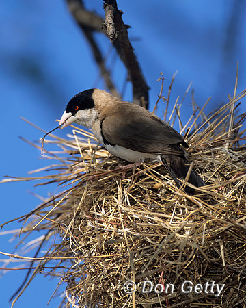 Black-capped Social Weaver