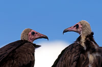 Hooded Vulture