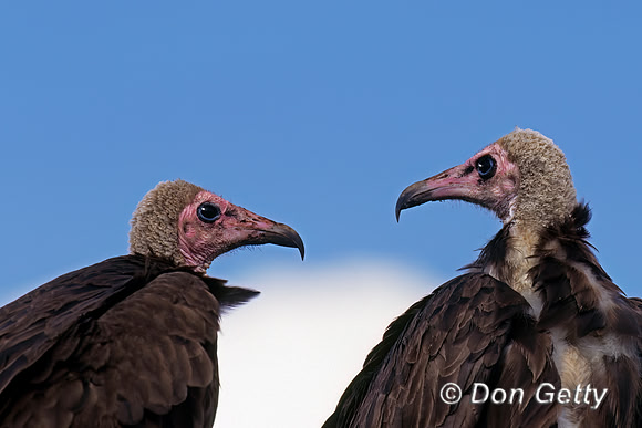 Hooded Vulture