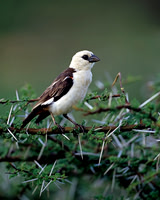 White-headed Buffalo Weaver