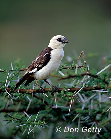White-headed Buffalo Weaver