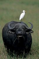 Buffalo