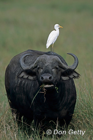 Buffalo