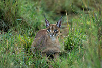 Caracal